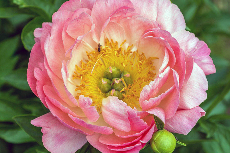 Період та терміни цвітіння напівмахрових півоній