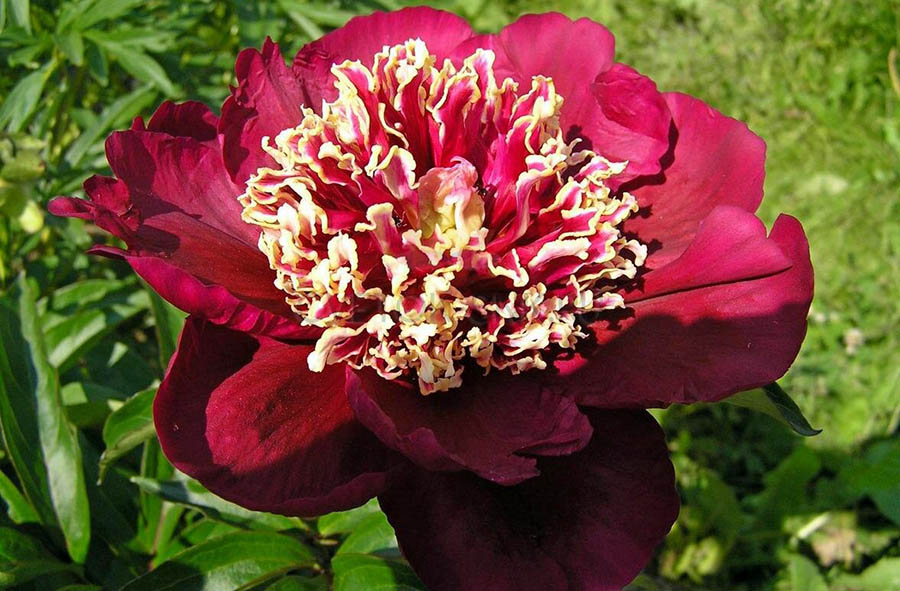 Період цвітіння красивих японських півоній