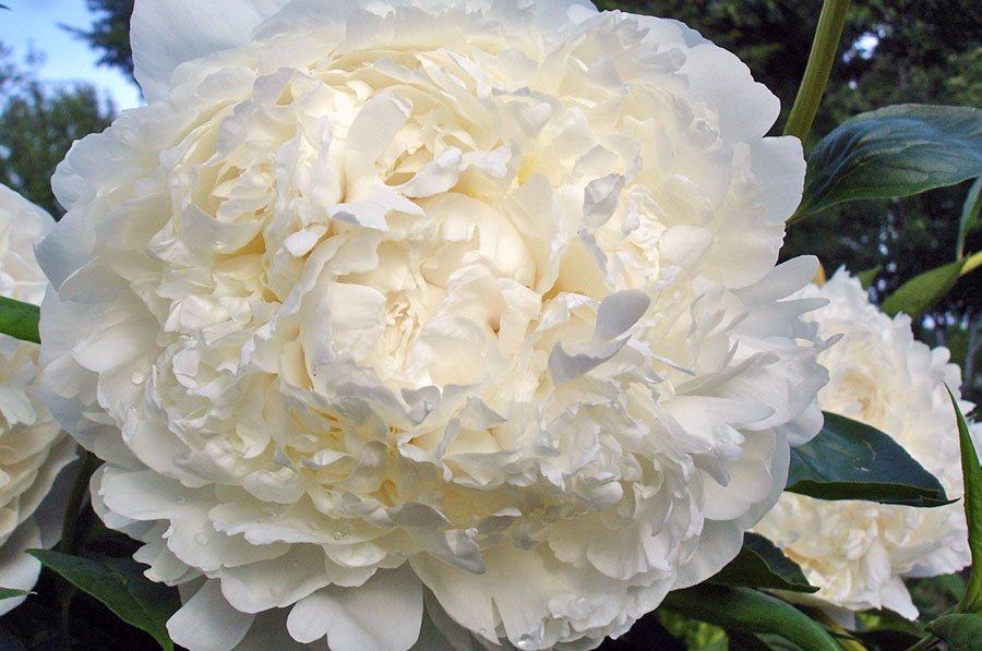 Популярные сорта пионов для позднего цветения