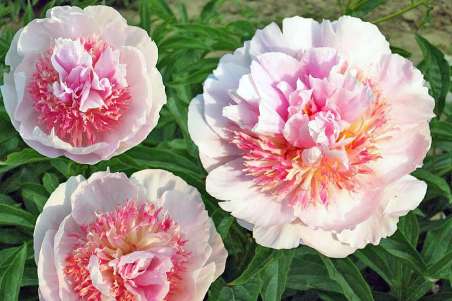 Популярні сорти ранніх півоній