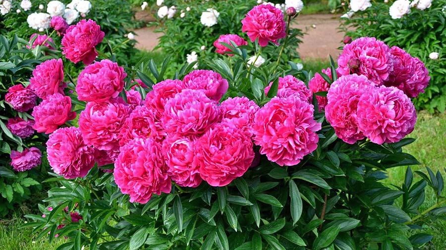 Приклад здорового цвітіння півоній після пересадки