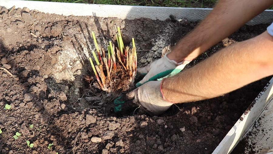 Висаджування півонії на нове місце