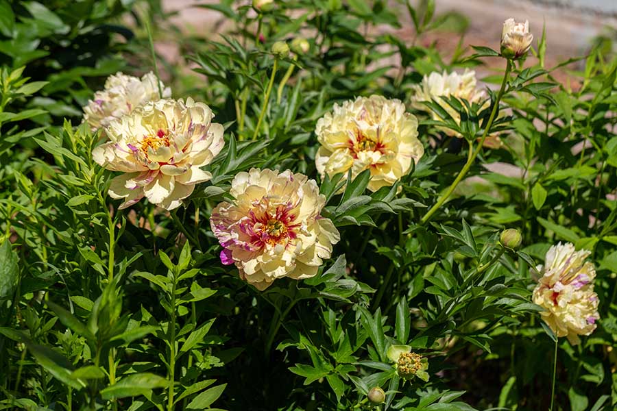 Що потрібно зробити щоб півонії добре цвіли після пересадки