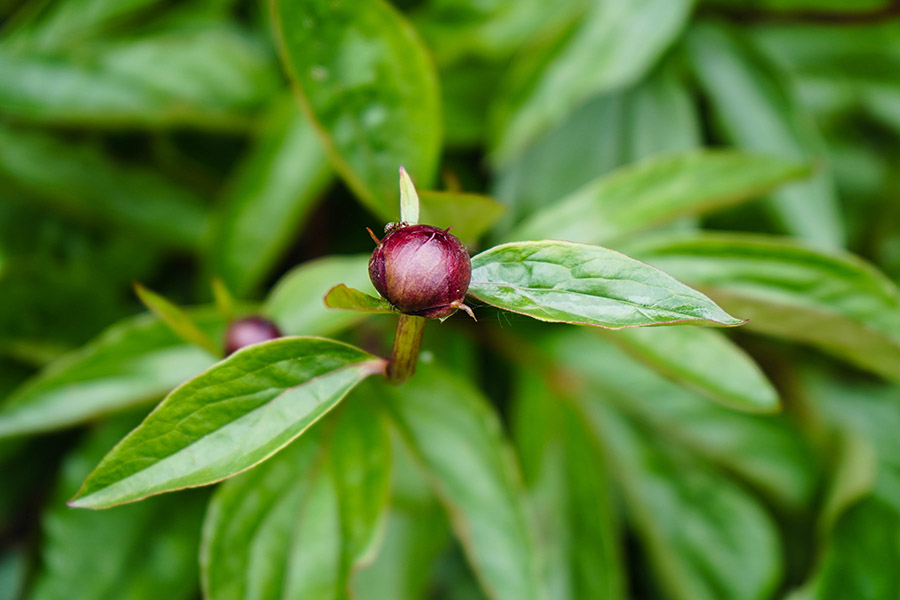 Як обрізати півонії без шкоди для квітів