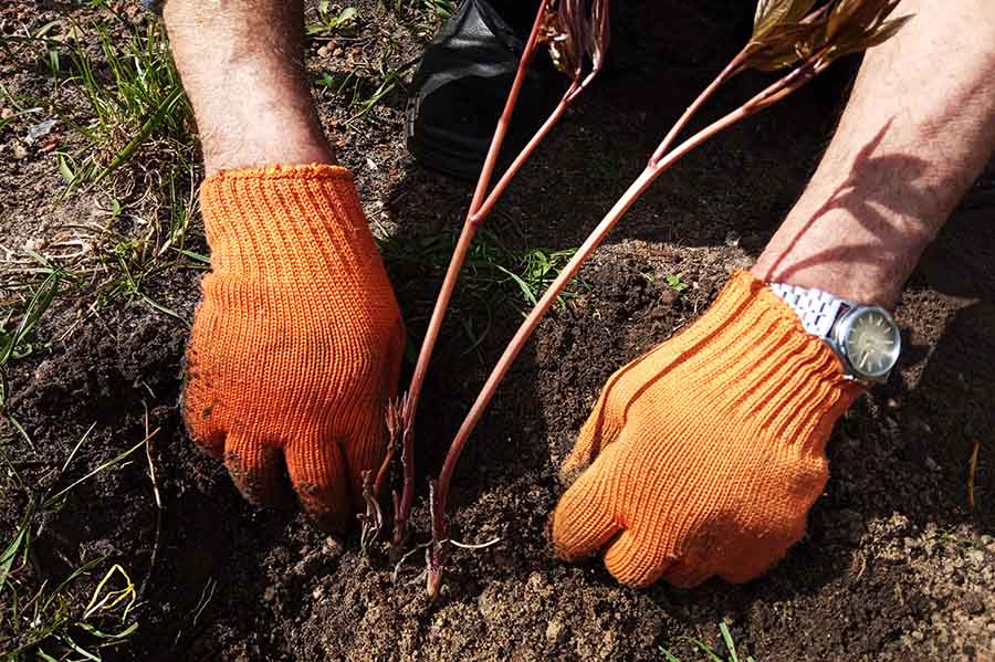 Як самостійно пересадити півонії без шкоди для рослин