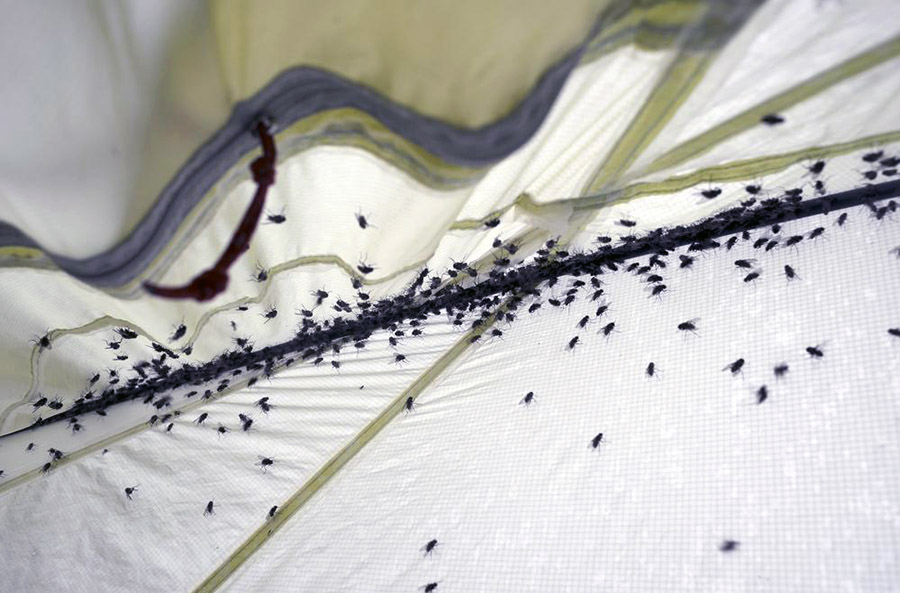 Чому на кухні з'являються мошки