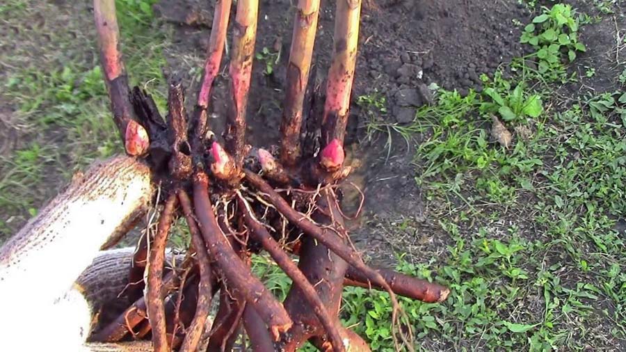 Чому не рекомендується пересаджувати півонії навесні