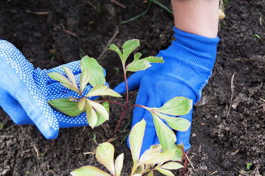 Правильне пересадження півонії