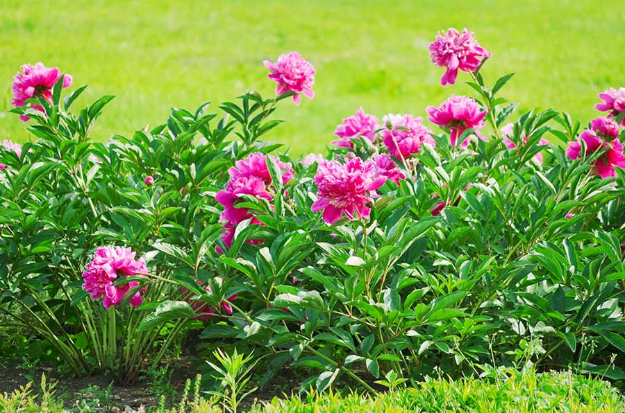 Вибір правильного підживлення для активного розвитку півонії