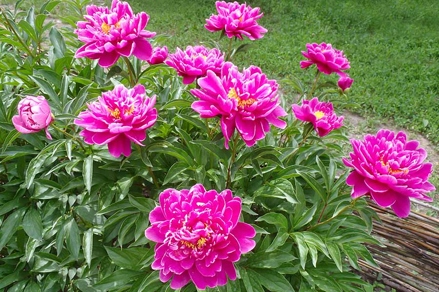 Чи потрібний півонії регулярний полив влітку