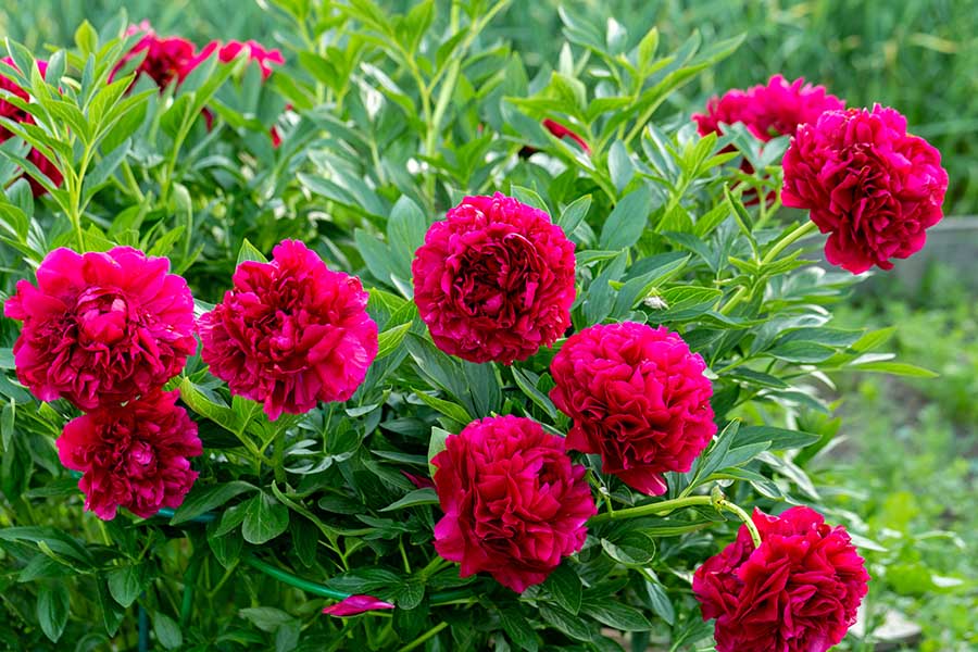 Результат акуратного поділу півонів