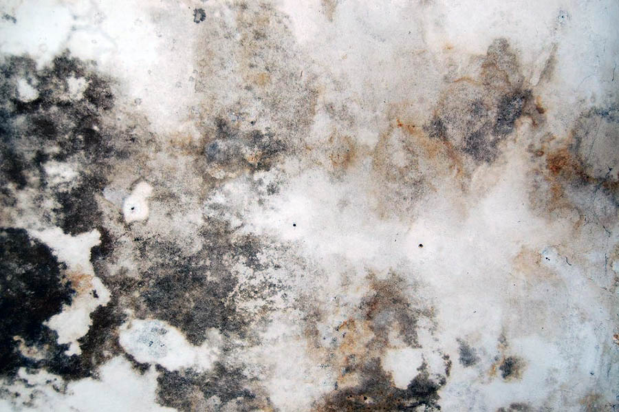 Які види плісняви бувають у квартирі