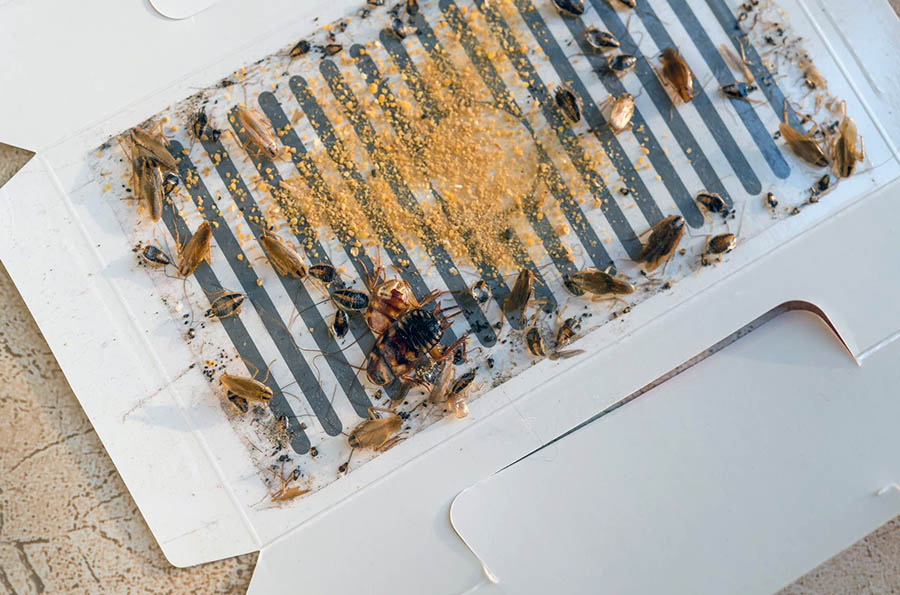 Професійні засоби для боротьби з тарганами