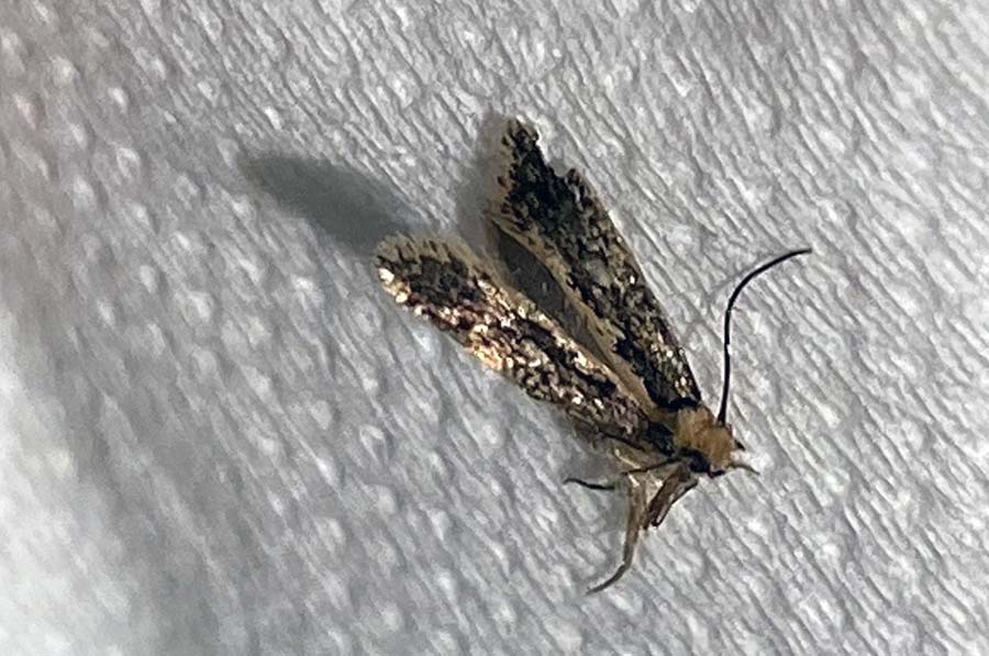 Чому у квартирі з'являється моль