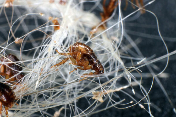 Як позбутися бліх у будинку?