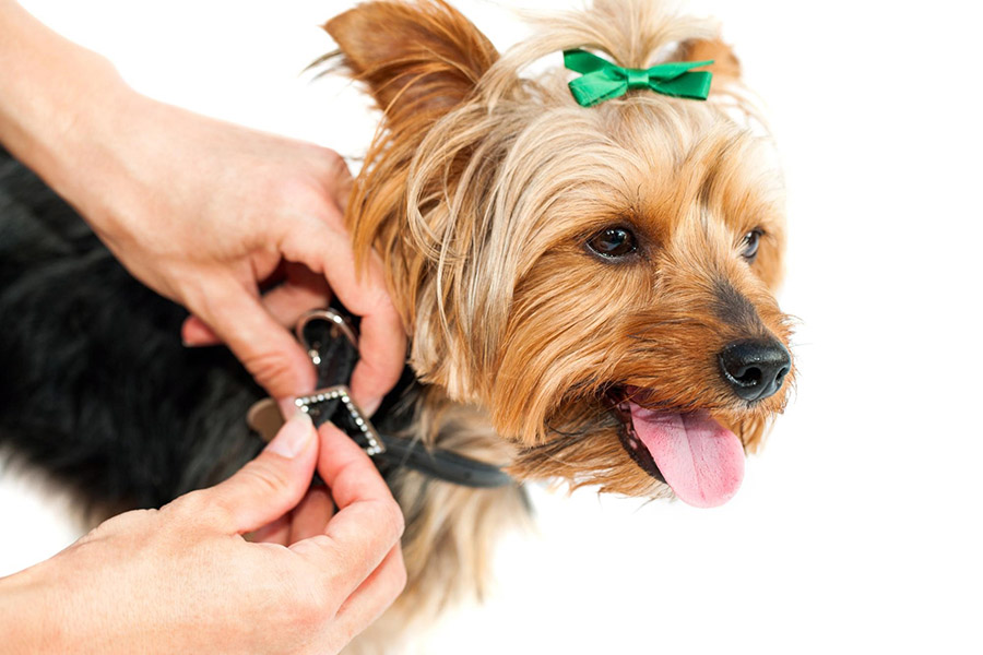 Методи профілактики появи бліх у будинку