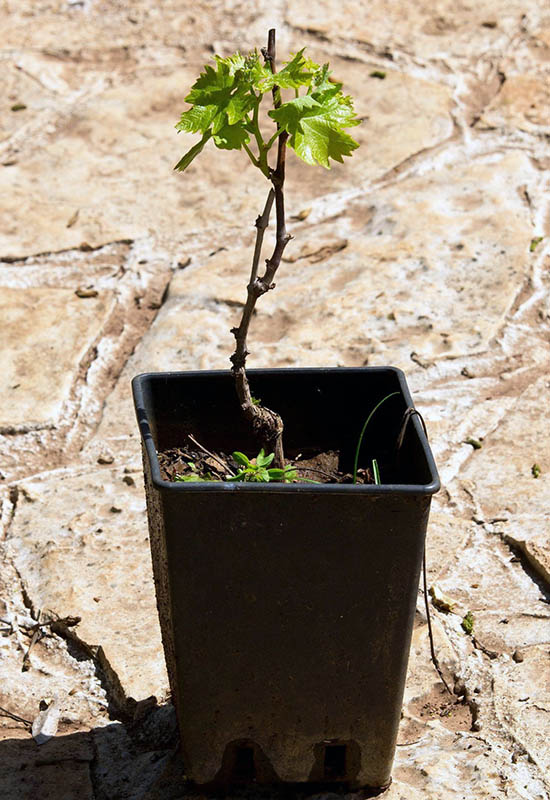 Як правильно обрізати молодий виноград