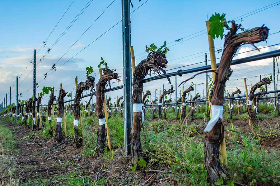 Як виконується обрізка штамбового куща винограду