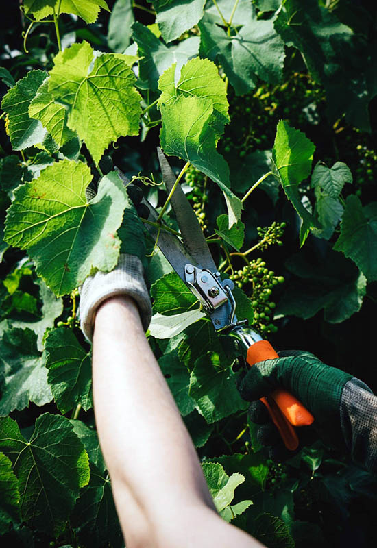 Поради щодо обрізання лози винограду влітку