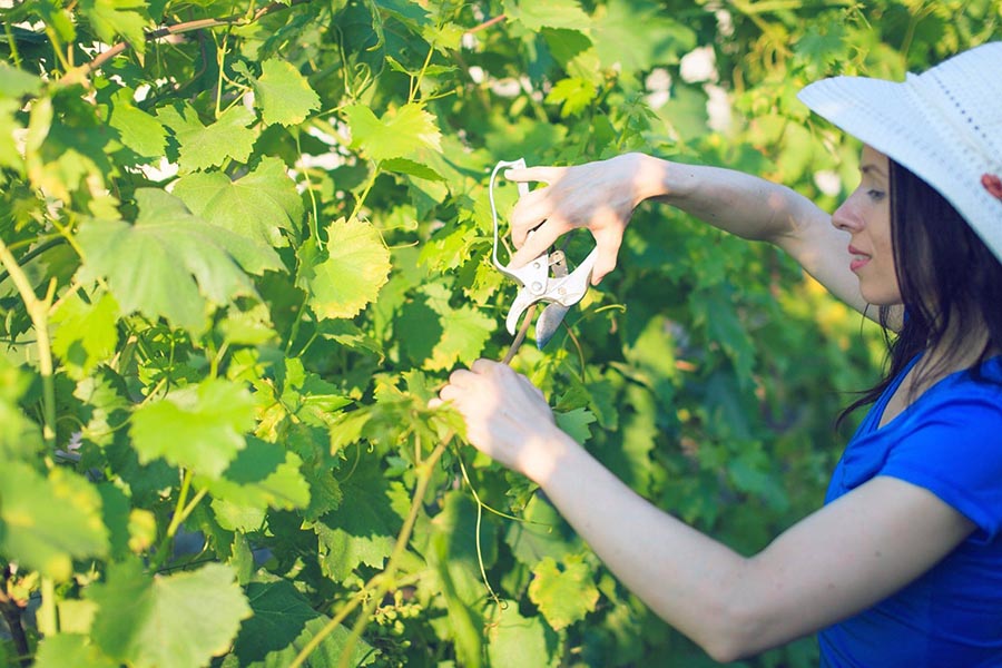 Для чого потрібно проводити обрізання винограду