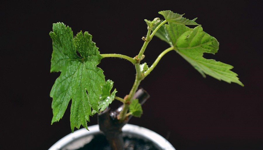 Как нужно ухаживать за виноградом в первый год после посадки