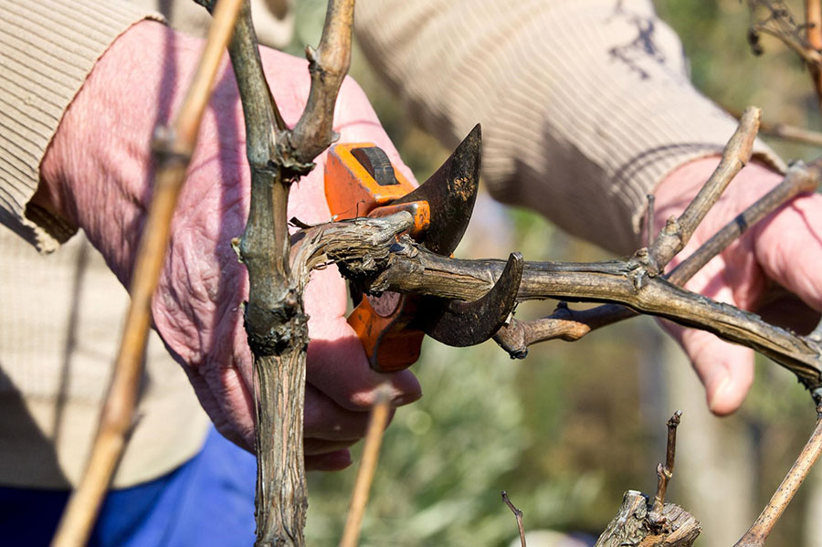 Как правильно обрезать лозу винограда осенью