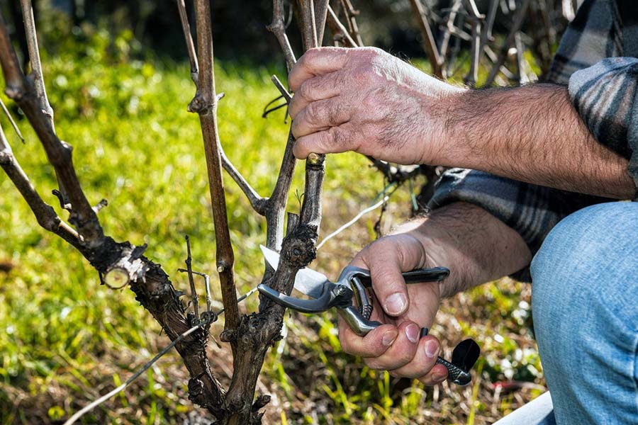 Обрізання куща винограду безштамбової форми