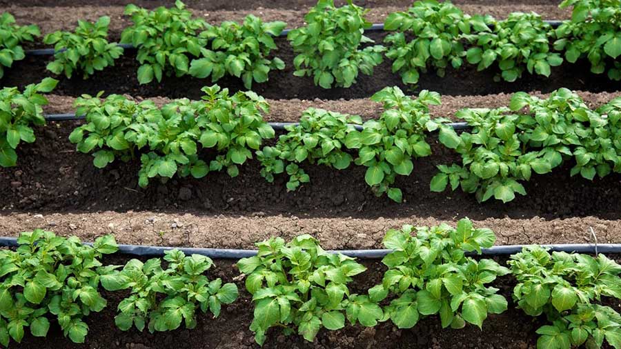 Краплинний полив городу