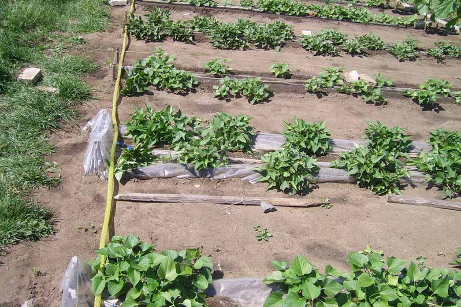 Створення крапельної системи поливу своїми руками