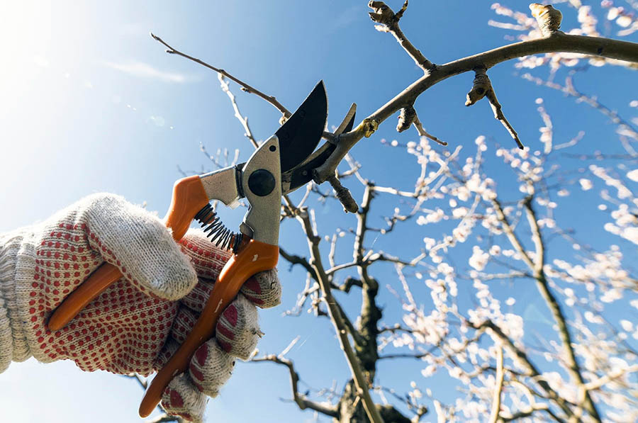 Як визначити термін обрізки плодових дерев навесні