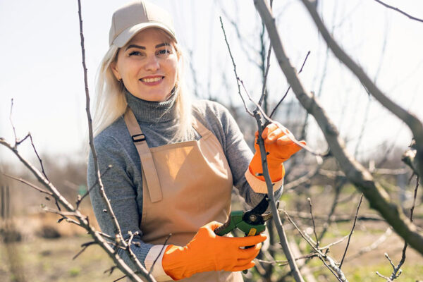 Як правильно обрізати дерева навесні?