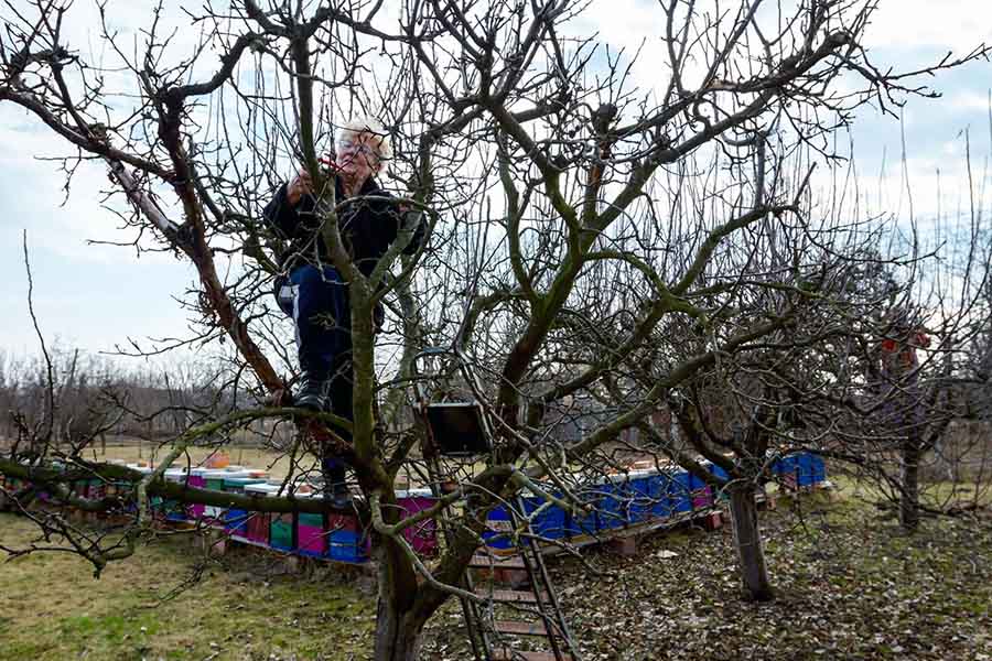 Коли потрібно обрізати плодові дерева навесні
