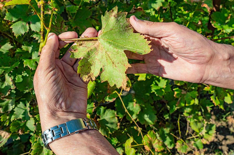 Ошибки при обработке винограда весной