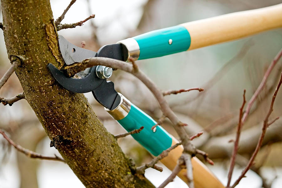 Особливості весняного обрізання плодових дерев