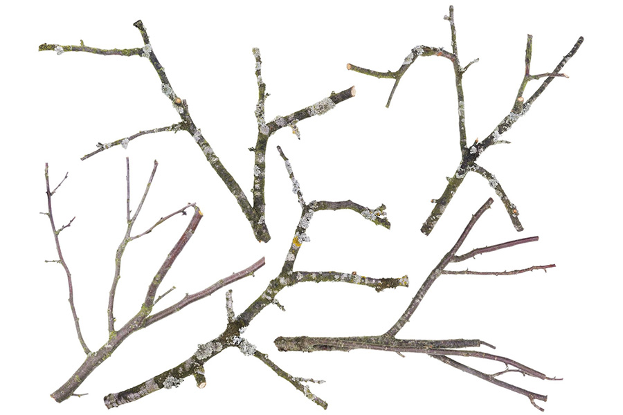 Чому потрібно обрізати дерева навесні