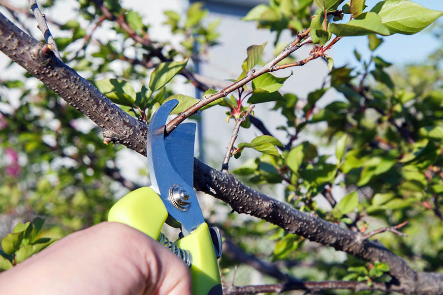 Правильна обрізка абрикосу навесні