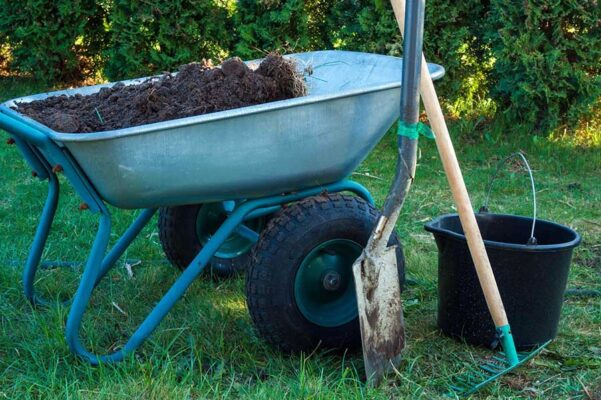 Що можна посадити у липні на городі?