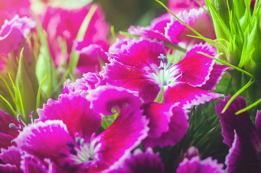 Які квіти можна посадити в липні насінням