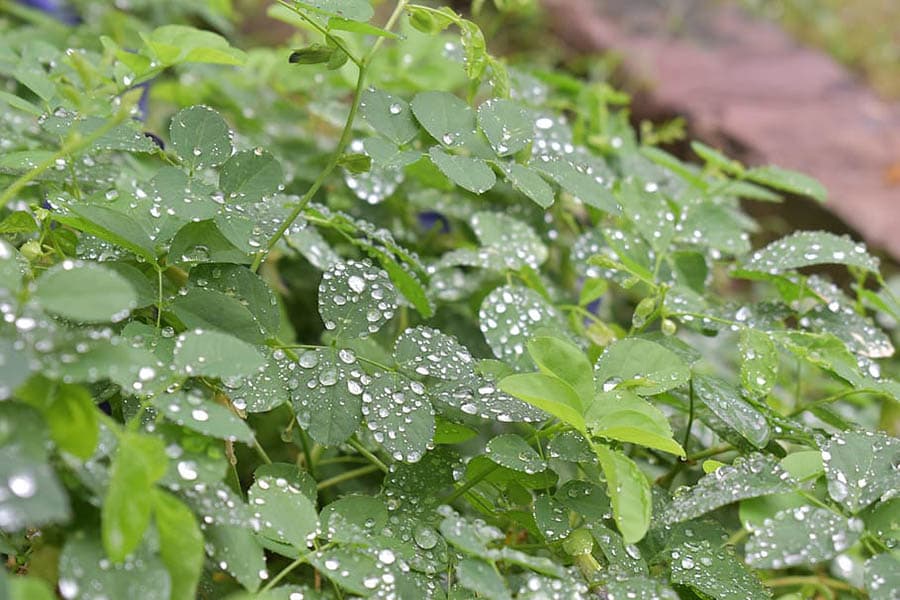 Плюси і мінуси системи поливу туман