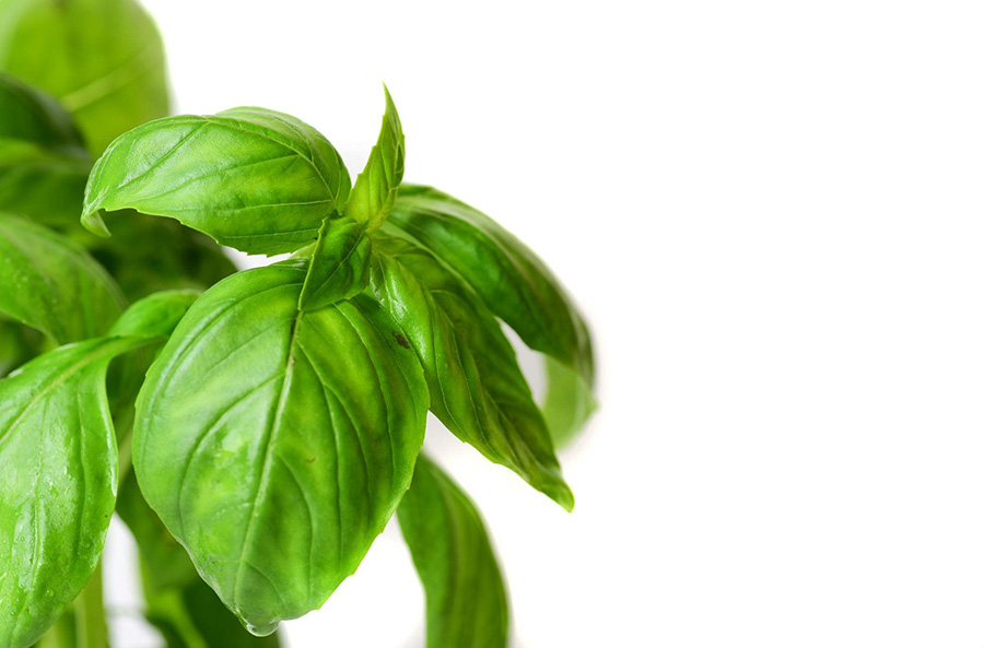 Какую зелень можно посадить в июле