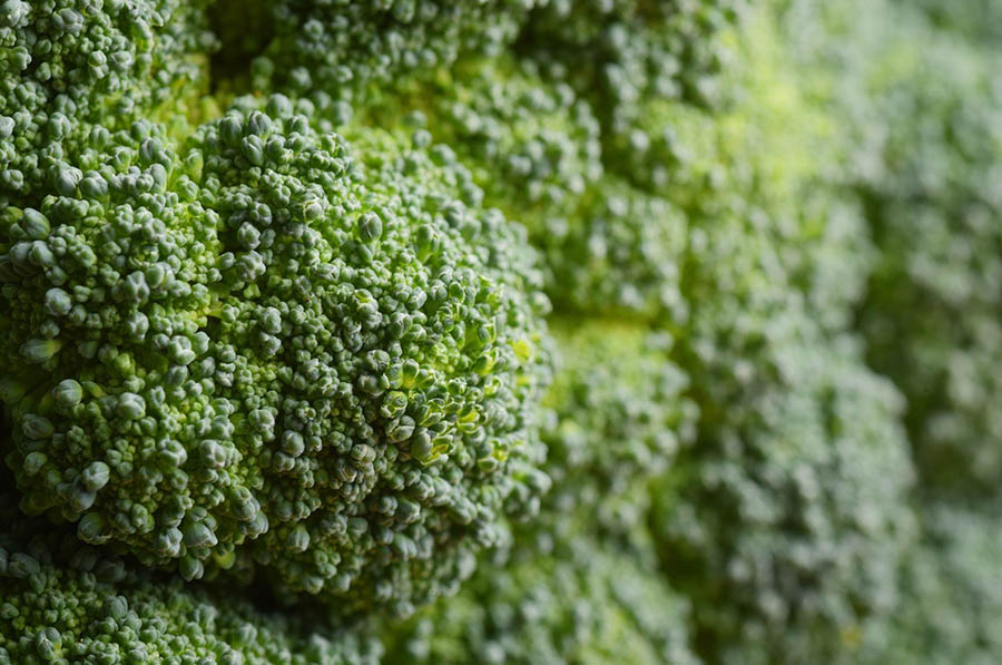 Чи можна садити в липні капусту броколі