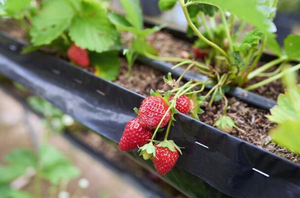 Чим підгодувати полуницю для збільшення врожаю?