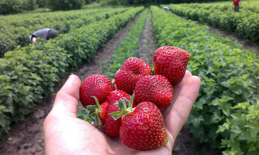 Чим підгодувати полуницю під час плодоношення