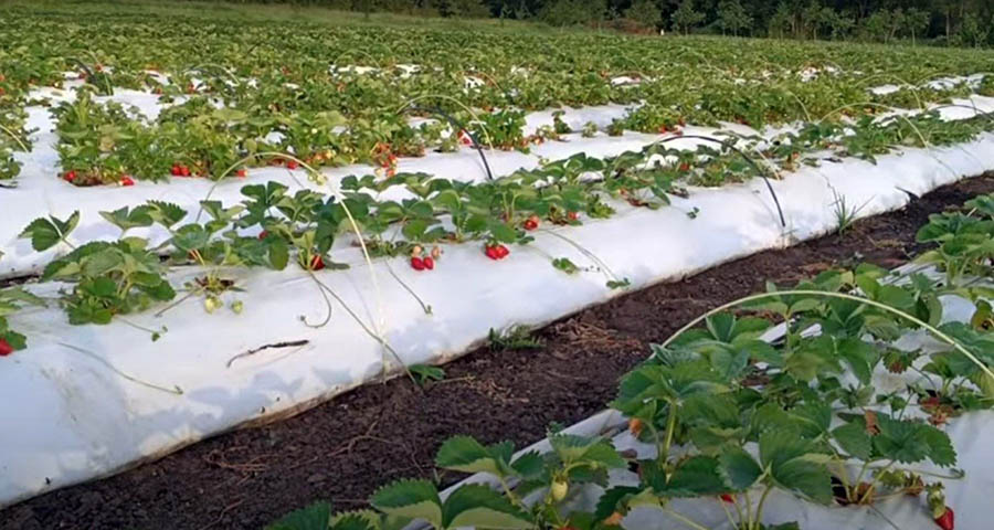 Які добрива вибрати для підживлення полуниці до початку цвітіння