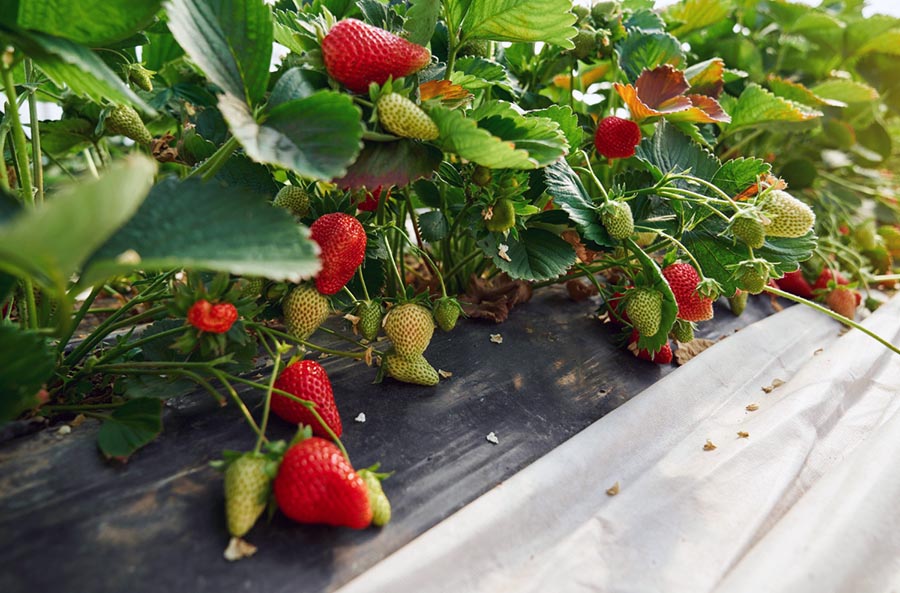 Навіщо вирощувати полуницю під агроволокном