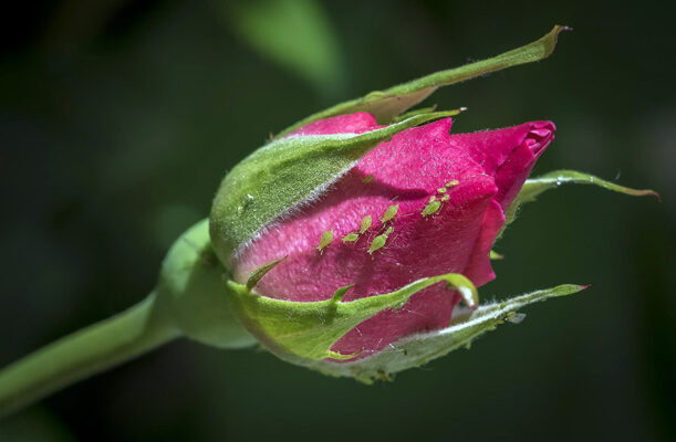 Як позбутися попелиці на трояндах?