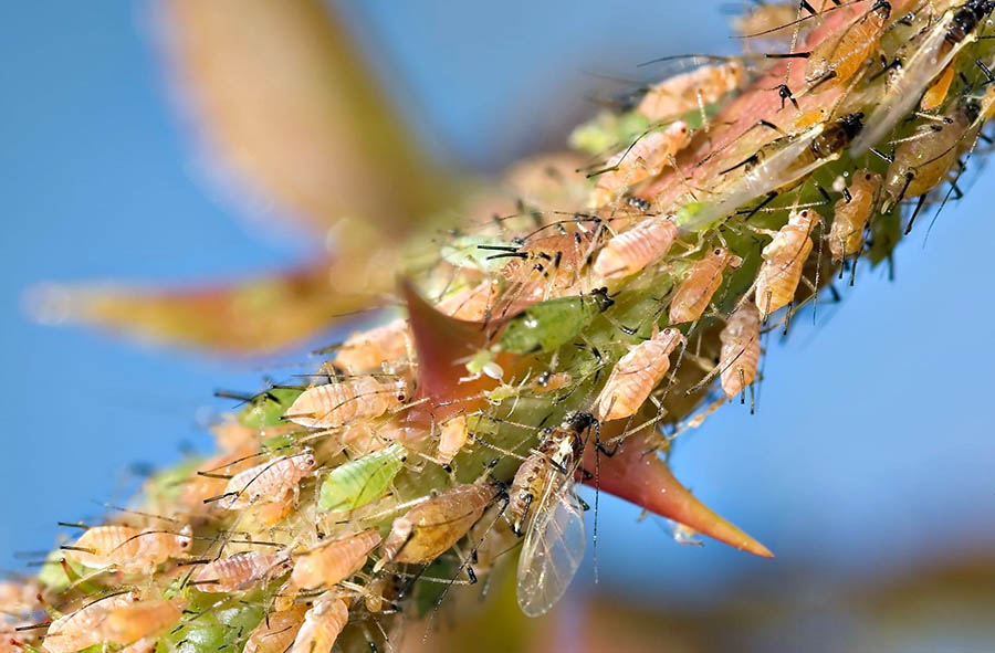 Чем опасна тля для роз