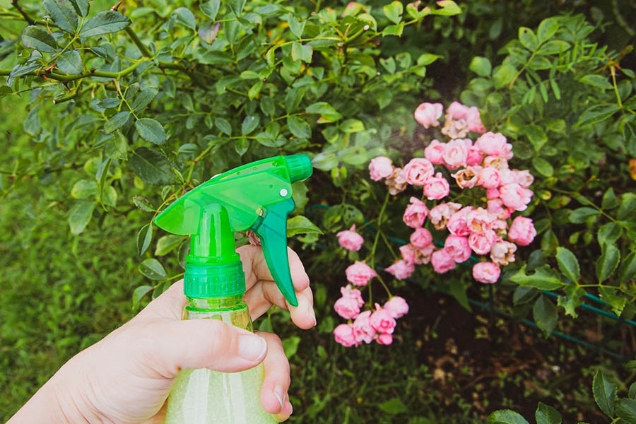 Самое безвредное средство от тли на розах