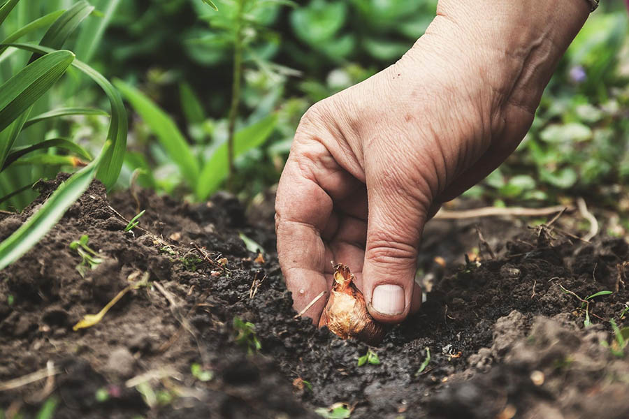 Підготовка цибулин тюльпанів до осінньої посадки