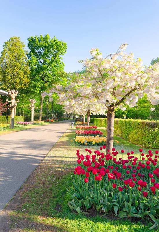 Правила осенней посадки тюльпанов в открытый грунт